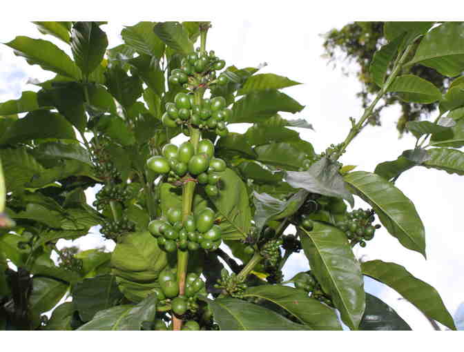 A Supply of the Finest Coffee from Nicaragua - from Santa Fe Estate Coffee