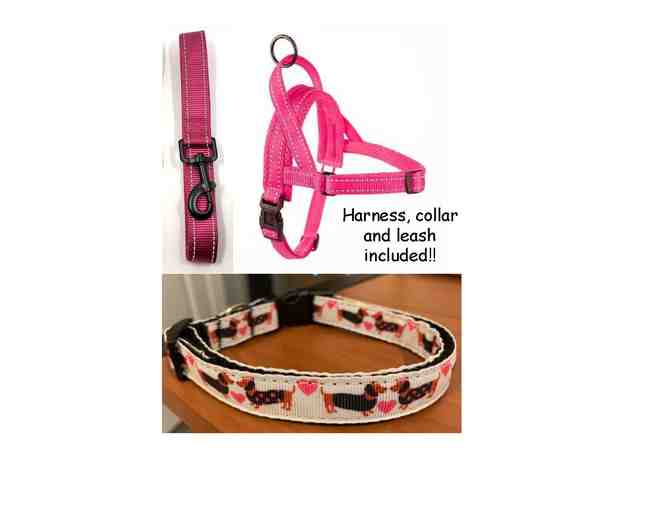 Harness, Collar and Leash Set from doxinmotion.co !!  In PINK!!!  ALL THREE!!!