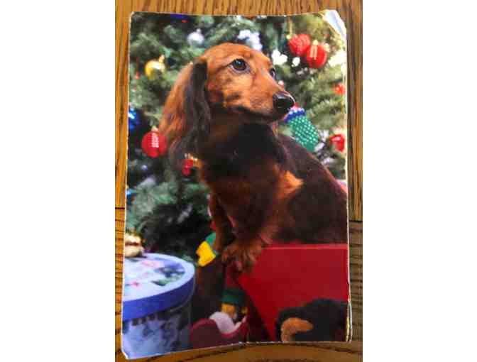 Christmas Cards Featuring Benz - One of a kind Christmas Cards!!