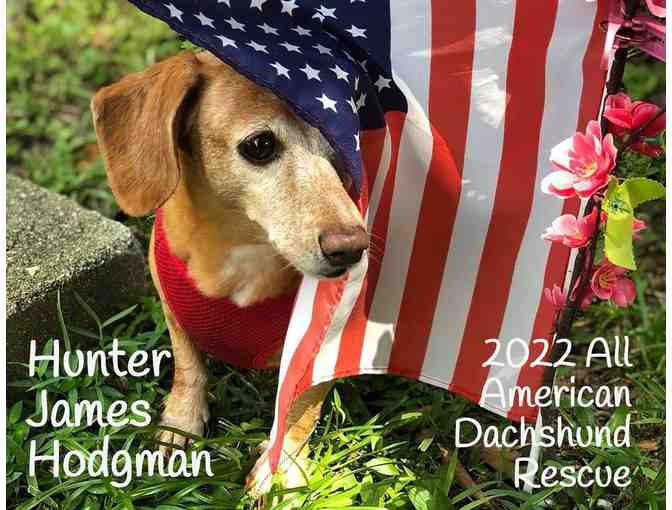 2022 All American Dachshund Rescue Calendar!!! - Photo 1