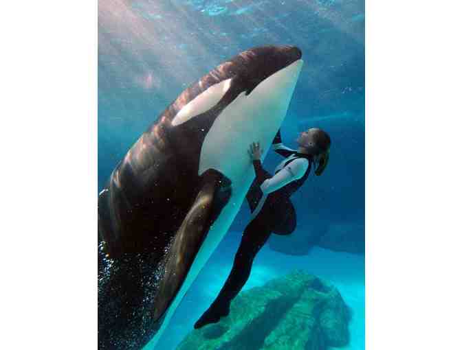 A Family Trip For Four to Disney World in Orlando, FL.