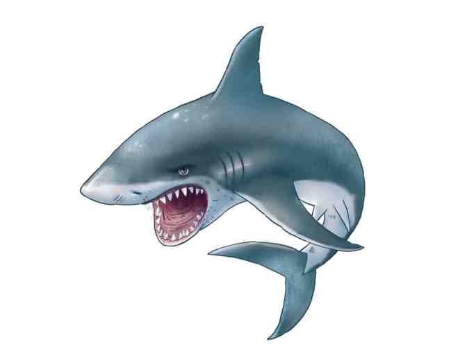 Aquarium: Shark Cage Dive for 4 at Denver Aquarium