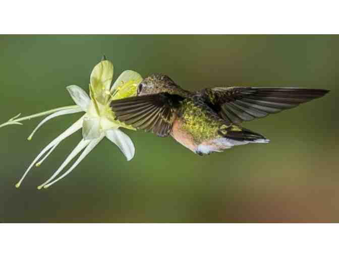 Hummingbird Photo Shoot