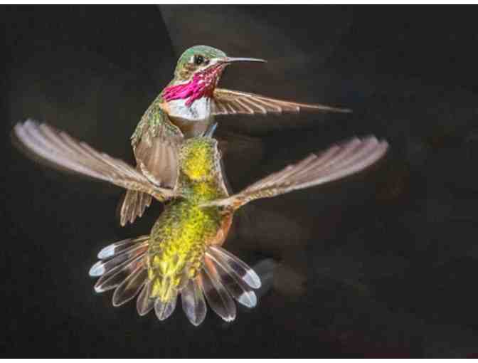 Hummingbird Photo Shoot