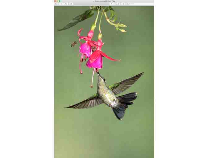 Pair of beautifully intricate hummingbird photographs by photographer Bill Barber