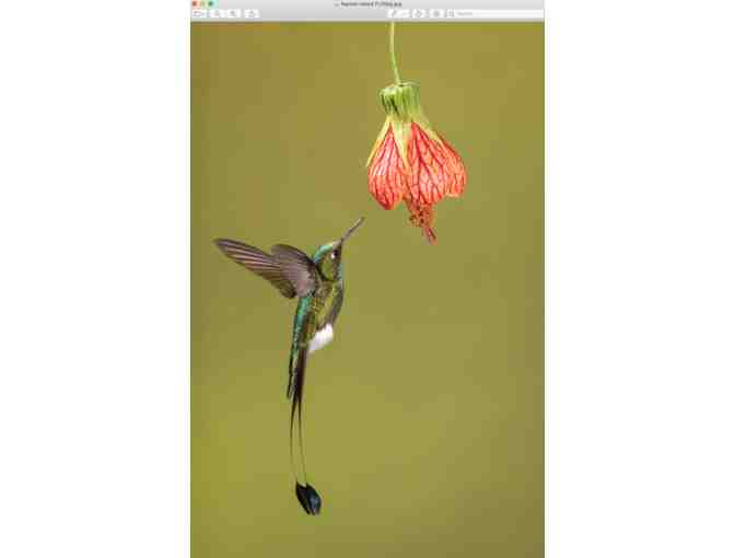 Pair of beautifully intricate hummingbird photographs by photographer Bill Barber