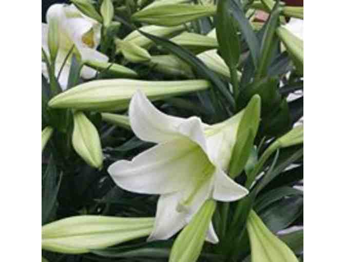 Decker's Flats Greenhouse $50 Gift Certificate