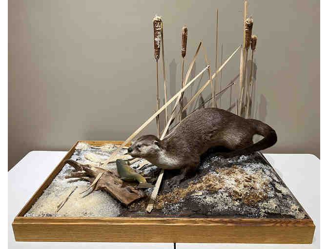 Taxidermy Otter with Fish