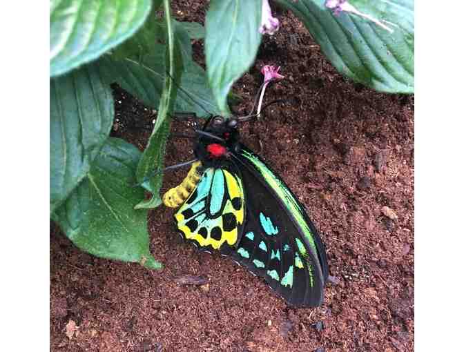 Fun for Kids at Discovery Museum, The Butterfly Place and Drumlin Farm