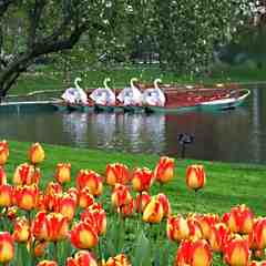 Swan Boats of Boston