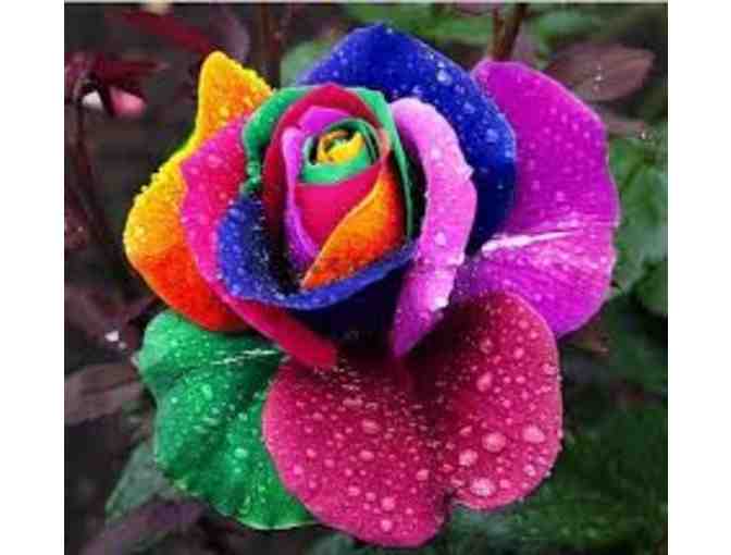 250 New Rose Seeds,5 Different Colors Rare Osiria Rose