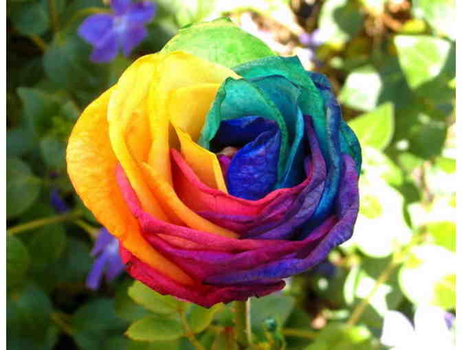 250 New Rose Seeds,5 Different Colors Rare Osiria Rose
