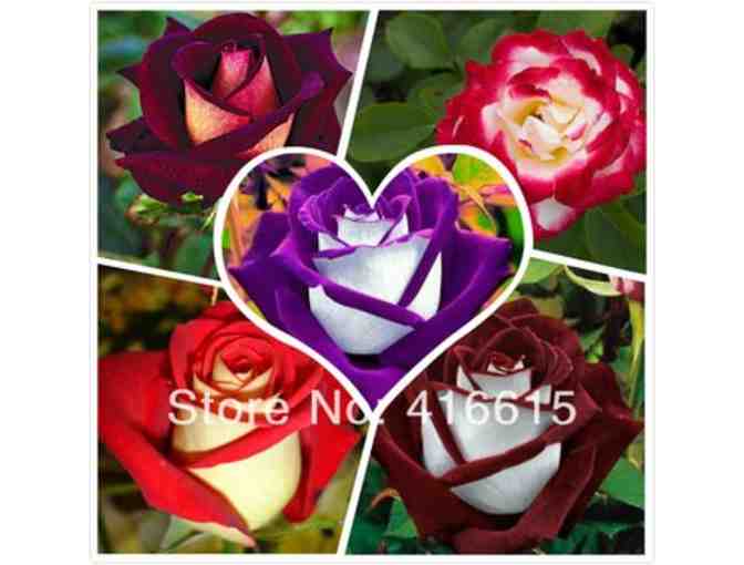 250 New Rose Seeds,5 Different Colors Rare Osiria Rose