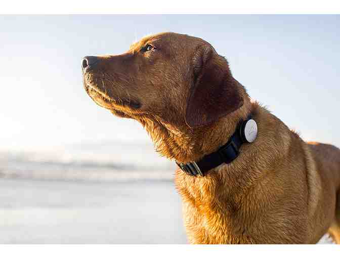 Whistle Activity Monitor For Dogs