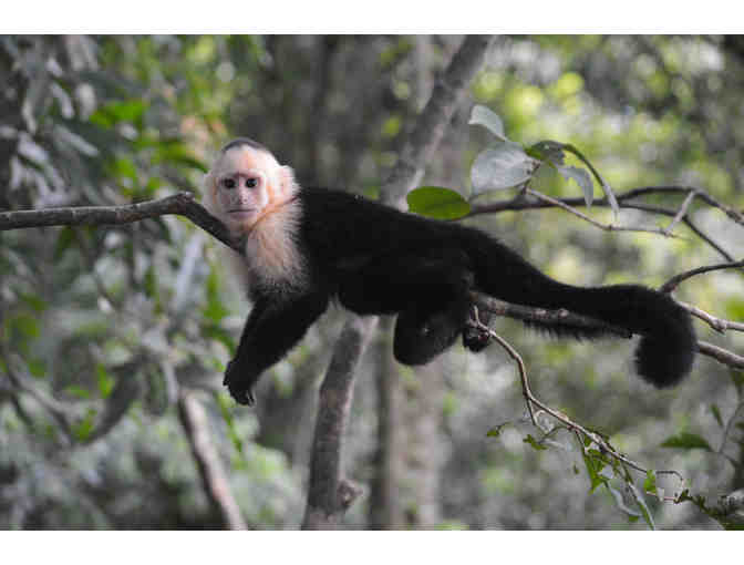 Classic Costa Rica - A Love Affair With Nature