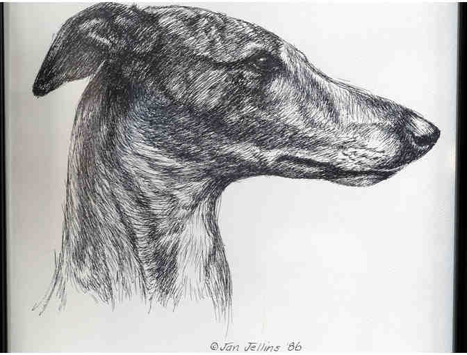 Greyhound Portrait by Jan Jellins - Framed