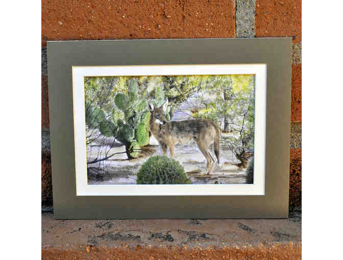 Watercolor - Curious Coyote - Matted/Unframed by Marlene Koch