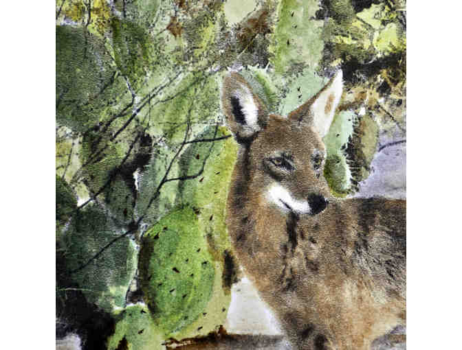 Watercolor - Curious Coyote - Matted/Unframed by Marlene Koch