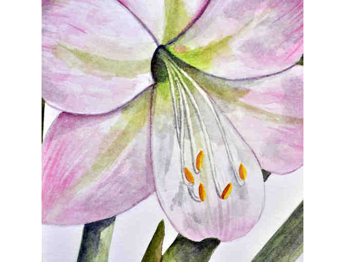 Watercolor - Amaryllis Lily - Matted/Unframed by Marlene Koch