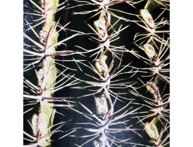 Saguaro Closeup - Original Photo On Composite Board