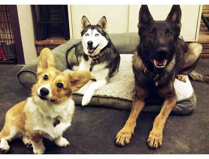 $75 Certificate for Training at Sol Dog Lodge