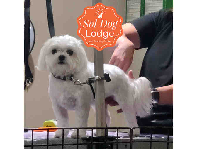 $50 Certificate for Grooming at Sol Dog Lodge - Thornydale