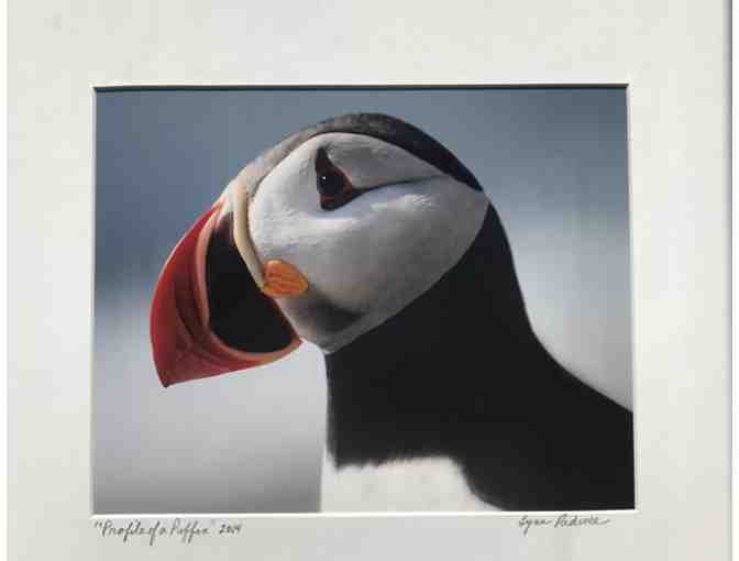 Original phototgraphy by Lynn Padwee - Profile of a Puffin - Photo 1