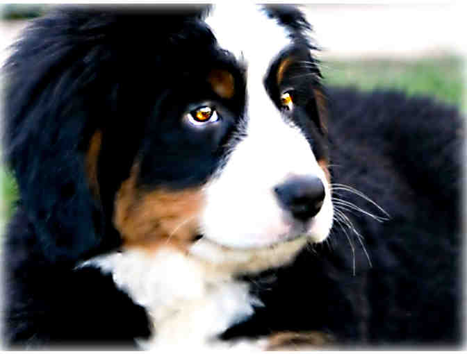 ! Dog Lovers! Commission a 1/Kind PET PORTRAIT!