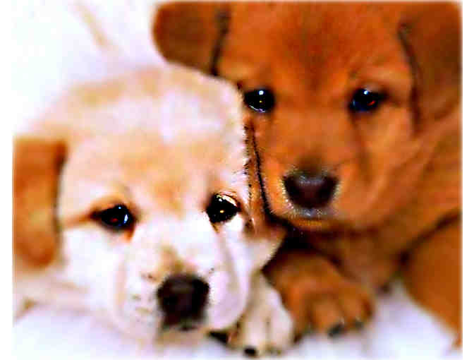 ! Dog Lovers! Commission a 1/Kind PET PORTRAIT!