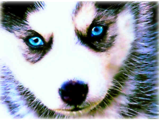 ! Dog Lovers! Commission a 1/Kind PET PORTRAIT!