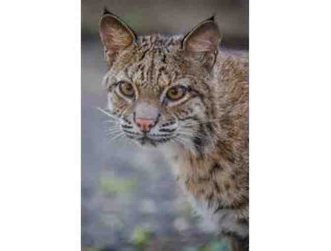 In-Sync Exotics Night Tour for up to Four (4) people