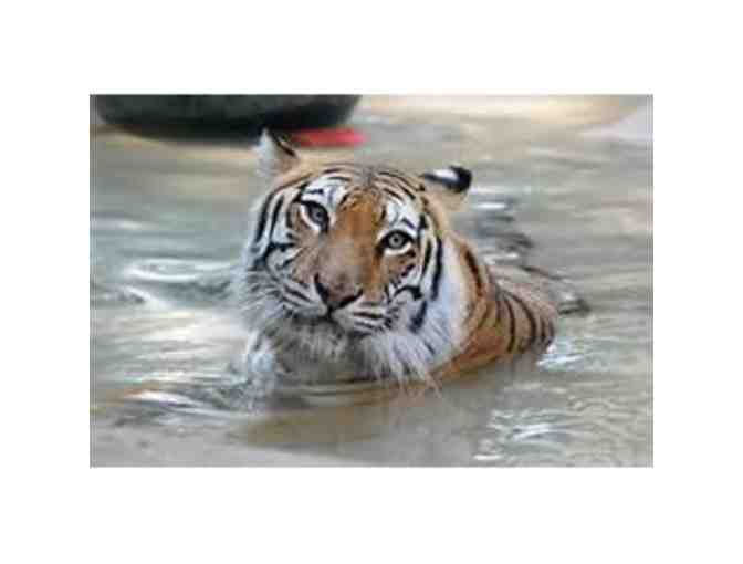 In-Sync Exotics Night Tour for up to Four (4) people