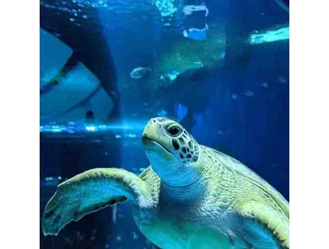 World-Class Aquarium on the Gulf Coast of Mississippi - Photo 1