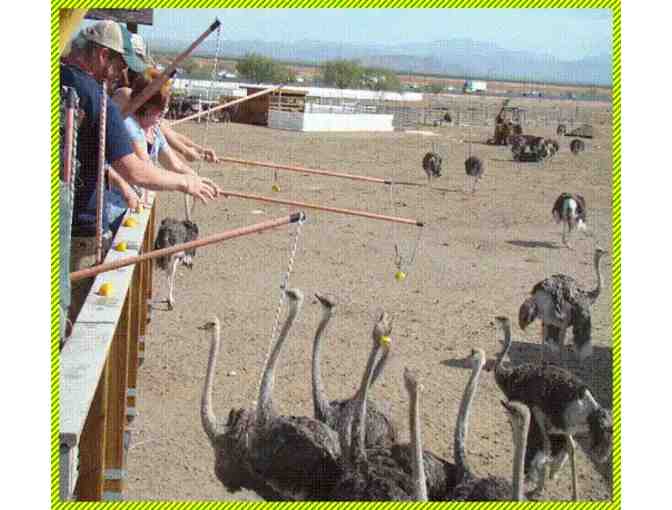 Spend the Day at the Rooster Cogburn Ostrich Ranch - Photo 1