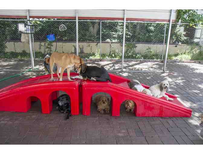 1 Free Day of Doggie Daycare