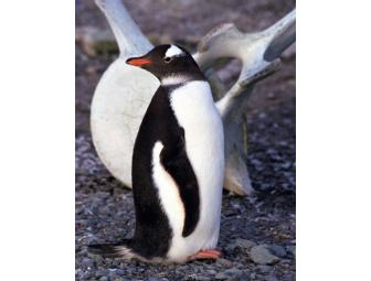 Gorgeous Set of 9 Photographs Matted and Ready for Framing