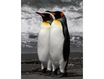 Gorgeous Set of 9 Photographs Matted and Ready for Framing