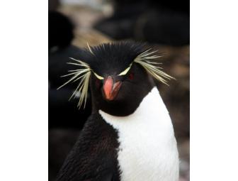 Gorgeous Set of 9 Photographs Matted and Ready for Framing