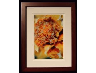 Marigolds in Snow-Flagstaff by M.W. Thomas (photography)