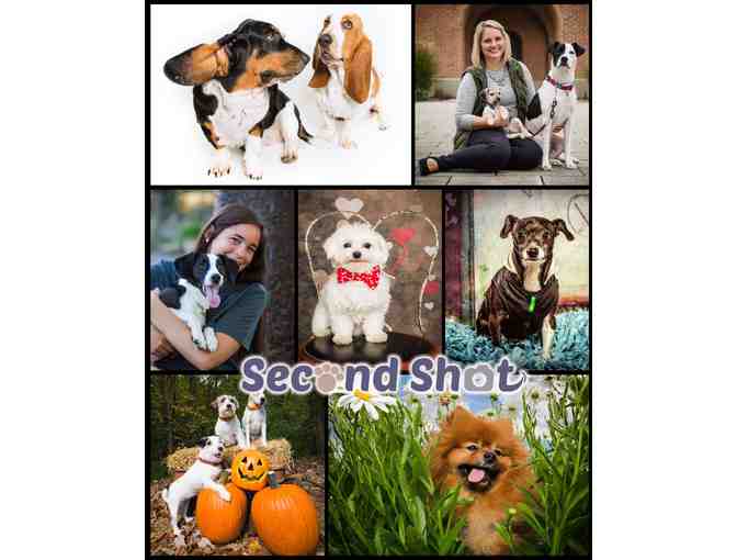 Pet Photography Session with Second Shot