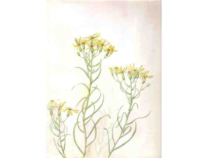 6 Early Botanical Original Watercolors (1920's) By Bertha Cunningham