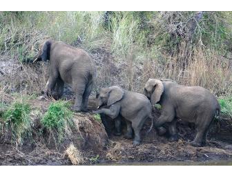 Photo Safari for 2 in South Africa with Zulu Nyala