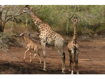 Photo Safari for 2 in South Africa with Zulu Nyala