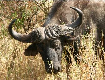 Photo Safari for 2 in South Africa with Zulu Nyala