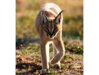 Photo Safari for 2 in South Africa with Zulu Nyala