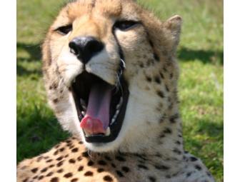 Photo Safari for 2 in South Africa with Zulu Nyala