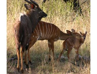 Photo Safari for 2 in South Africa with Zulu Nyala