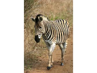 Photo Safari for 2 in South Africa with Zulu Nyala