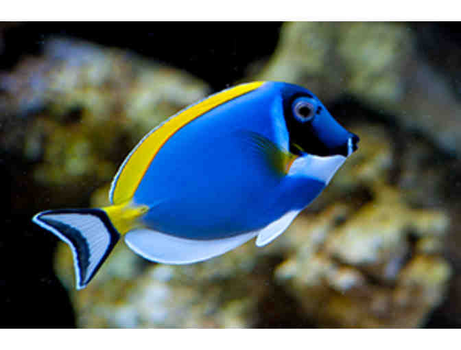 4 General Admission VIP to Aquarium