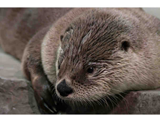 4 General Admission VIP to Aquarium